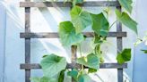 Do Cucumbers Need a Trellis? 5 Expert Tips for Growing Cukes Vertically