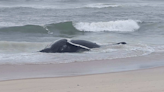 Dead humpback whale washes up on NJ beach: officials