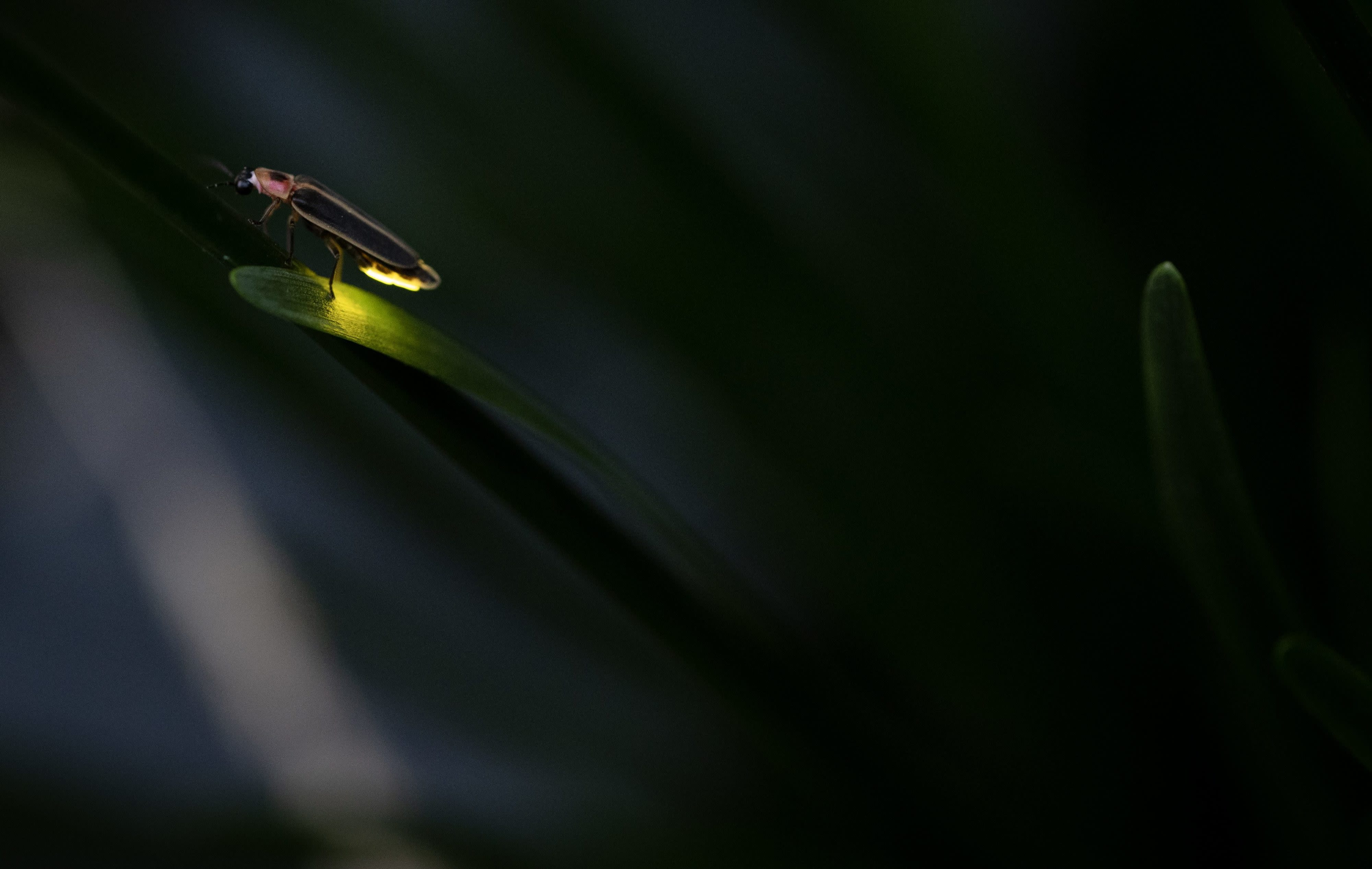 Climate change threatens overall firefly populations, study shows, but Midwest could see increase