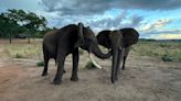 Expressive elephants use gestures and vocal cues to communicate