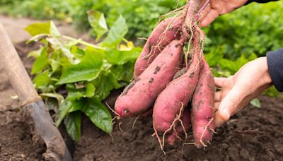 Comment et quand planter des patates douces au potager ?