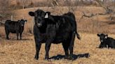 Help heifers ahead of breeding