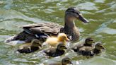 Libros: ‘Los patitos feos’ de Cyrulnik y el concepto de resiliencia