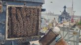 Hundreds of honey bees make themselves at home on Battleship Texas in Galveston