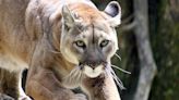 Mountain lion sighting reported in East El Paso but not confirmed, city officials say