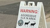 2 children attacked by elk 4 days apart in Colorado town