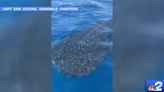 Whale shark caught on video swimming off Naples coast