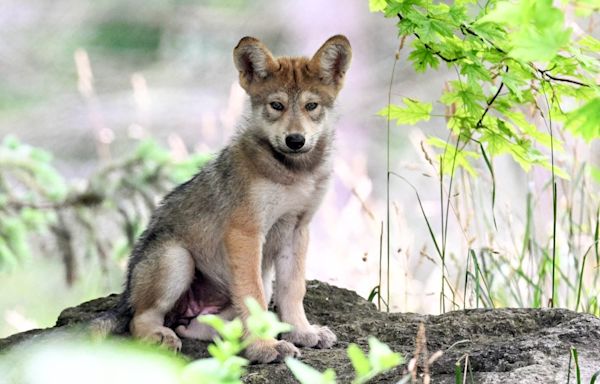 Mexican wolf pup at Brookfield Zoo Chicago gets named ‘Sierra’