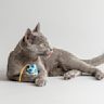 Toys filled with catnip to attract and stimulate cats. Appeals to a cats sense of smell and induces playful behavior.