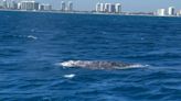Gray whale spotted off Florida coast. Here's why the sighting is so unusual