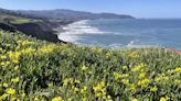 California superbloom? 2024 wildflowers not expected to be as abundant, but here's where to see them