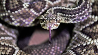 Watch ‘mega den’ of rattlesnakes on this live Colorado webcam