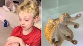 Dad Fulfills 9-Year-Old Son's Dream of Having a Pet Octopus. Weeks Later, She Lays Over 40 Eggs (Exclusive)