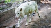 Woman attacked by wolves in safari park near Paris