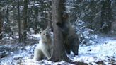 Rare white grizzly bear and its two cubs killed in Canada in separate car strikes