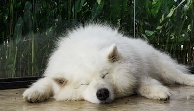 Samoyed and Dachshund Sisters Share the Coziest Nap Together and People Want In