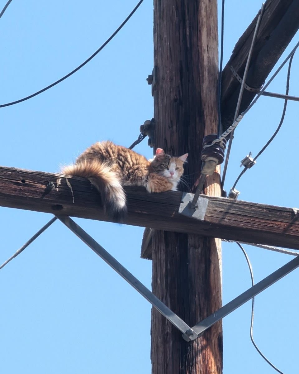 Stranded cat rescued from atop utility pole