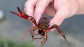 These crayfish are a delicacy in the South, but they're a threat to Michigan waters