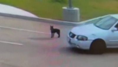 WATCH: Puppy chases car after being abandoned in Fresno