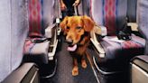 Nueva aerolínea exclusiva para perros y dueños: Cómo es y cuánto cuesta viajar