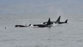 Orcas sink boat with two passengers on board in Strait of Gibraltar