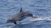 Unexpected find solves mystery surrounding 30-year-old dolphin’s death, SC team says