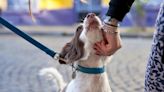 Se acercó a acariciar a un perro pero al ver el cartel que tenía colgado del cuello le tomó una foto que se hizo viral