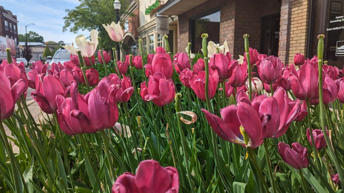 'THE TULIPS HAVEN'T MADE IT' | Tulip Time organizers share update on festival