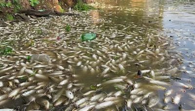 Desastre ecológico: usina é multada em R$ 18 milhões por mortandade de peixes no interior de SP | Agro Estadão