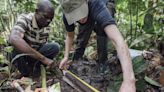 Las turberas del Congo podrían liberar millones de toneladas de CO2