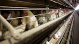Un brote de gripe aviar en Iowa obliga al sacrificio de cuatro millones de pollos