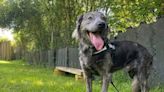 Rescue Dog with Growing Confidence Is Still Looking for a Home After 16 Months in U.K. Shelter