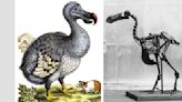 Resucitar al pájaro dodo podría traer muy malas consecuencias