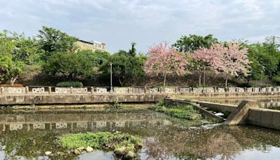 竹縣桐花走讀正進行…牛欄河卻成泡沫河 環團痛心批：煞風景