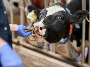 美國乳牛場爆發H5N1疫情，牛、羊、貓皆感染，1業者輕症已痊癒，WHO評估疫情對一般人風險低，但仍需監測