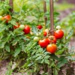 15 Companion Plants for Tomatoes—and 5 to Avoid—for Your Best Crop Yet