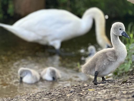 Pellet gun thought to have killed four baby swans