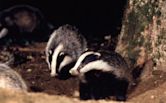 The Secret Life of the European Badger