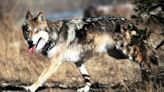 A wild escape: Wolf briefly flees Ohio zoo habitat before being recaptured