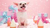 40 of the Very Best Gifts for Dogs, According to Dog Lovers