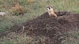 Plague re-emerges in Badlands National Park prairie dog colonies