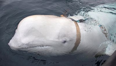 Was a beloved whale suspected of being a Russian ‘spy’ killed in Norway?