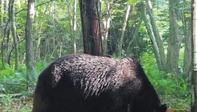 驚心動魄！北海道300公斤大棕熊出沒，疑似最凶棕熊狂啃8隻小牛，民眾恐慌是OSO18後代