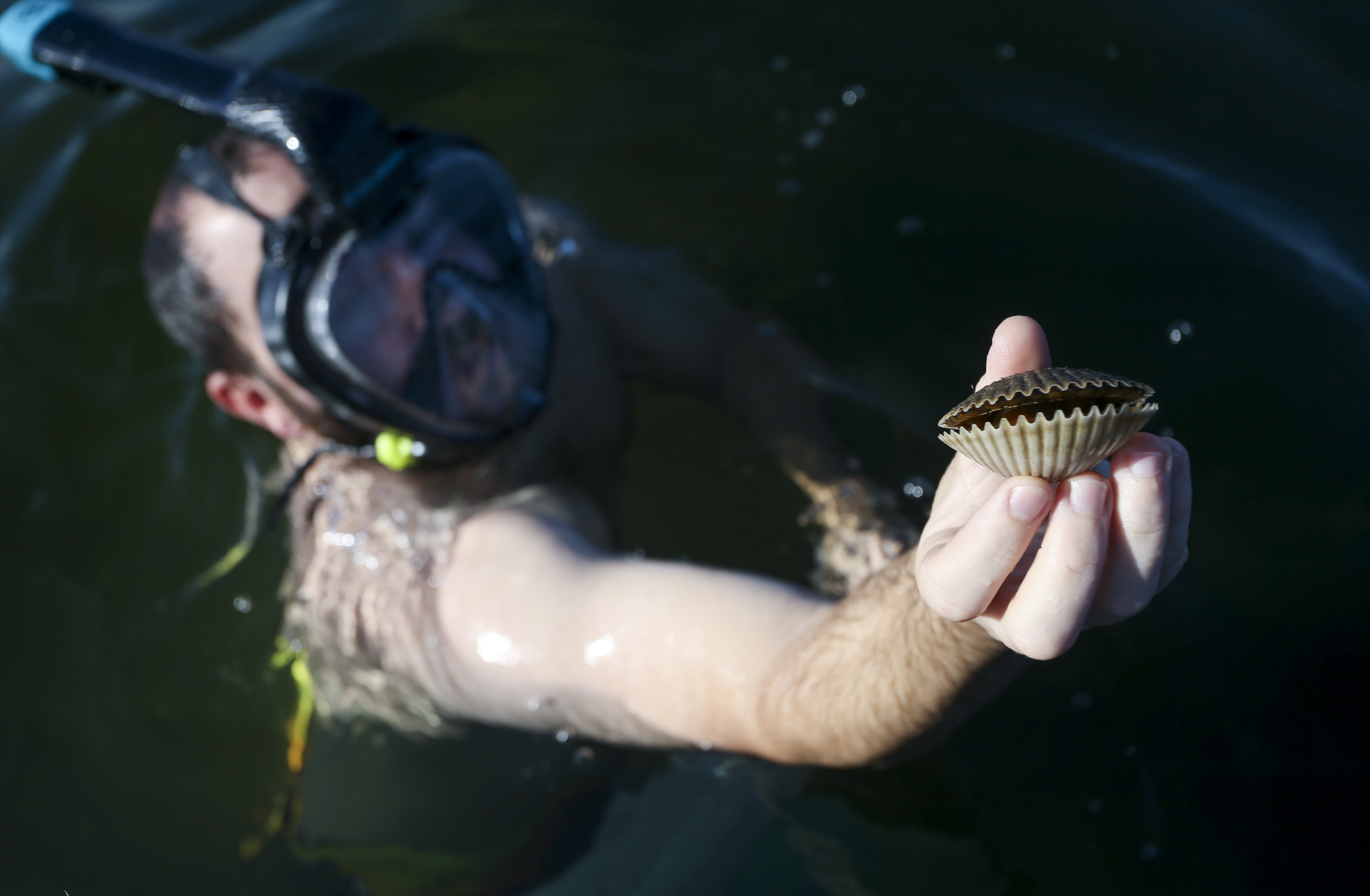 Florida pauses popular Pasco scallop season after unsafe toxins found in waters