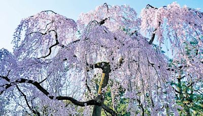 今日信報 - 理財投資 - 「一本櫻」之我見 - 新股女王 - 花見人生 - 信報網站 hkej.com