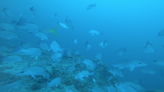 Bradenton fisherman explores underwater sinkholes off Florida’s Gulf Coast with GoPro