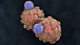 Increasing T-Cell Survival To Improve Cancer Immunotherapy