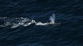 Entangled North Atlantic right whale prompts fishing closure in Gulf of St. Lawrence