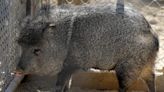 Javelinas tore up an Arizona golf course. Now some are arguing about its water use