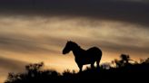 Rancher’s lawsuit presses for BLM to start removing wild horses in central Nevada